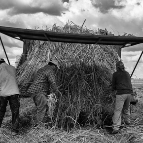 Like Sugar. Courtesy of Tang Museum
