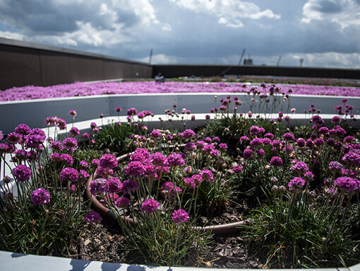 Garden on the rooftop. Courtesy of Copernicus Science Centre 