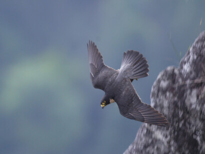 Shaheen Falcon hunts at top speed nearby at Sigiriya © Gehan de Silva Wijeyeratne