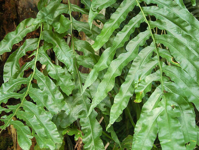 «Polypodium leucotomos»