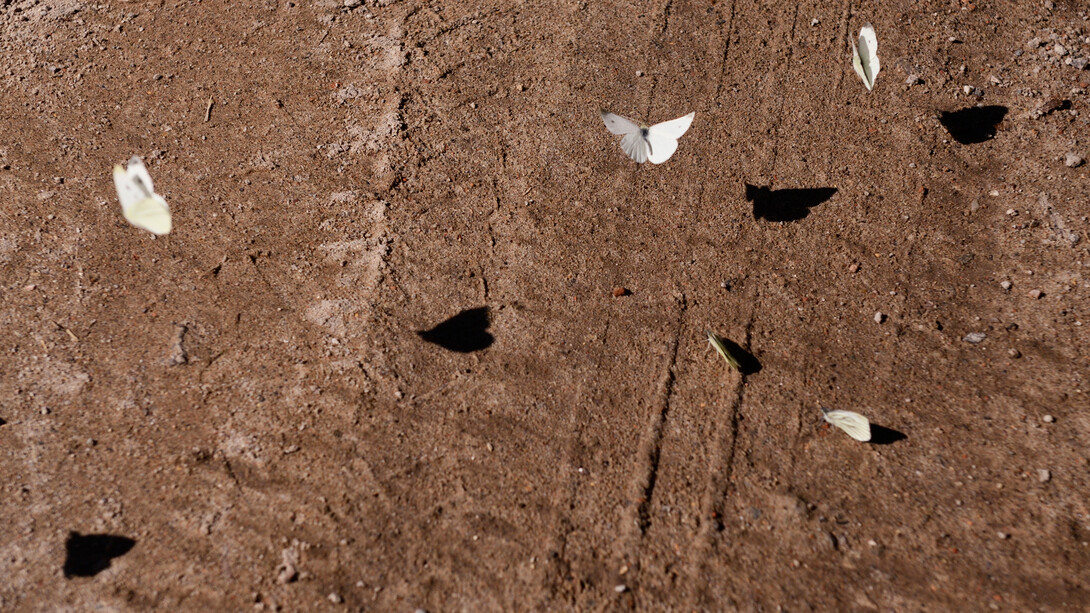 Göran Gnaudschun, Schmetterlinge (detail), 2024. Göran Gnaudschun, mit freundlicher Genehmigung der Galerie Poll