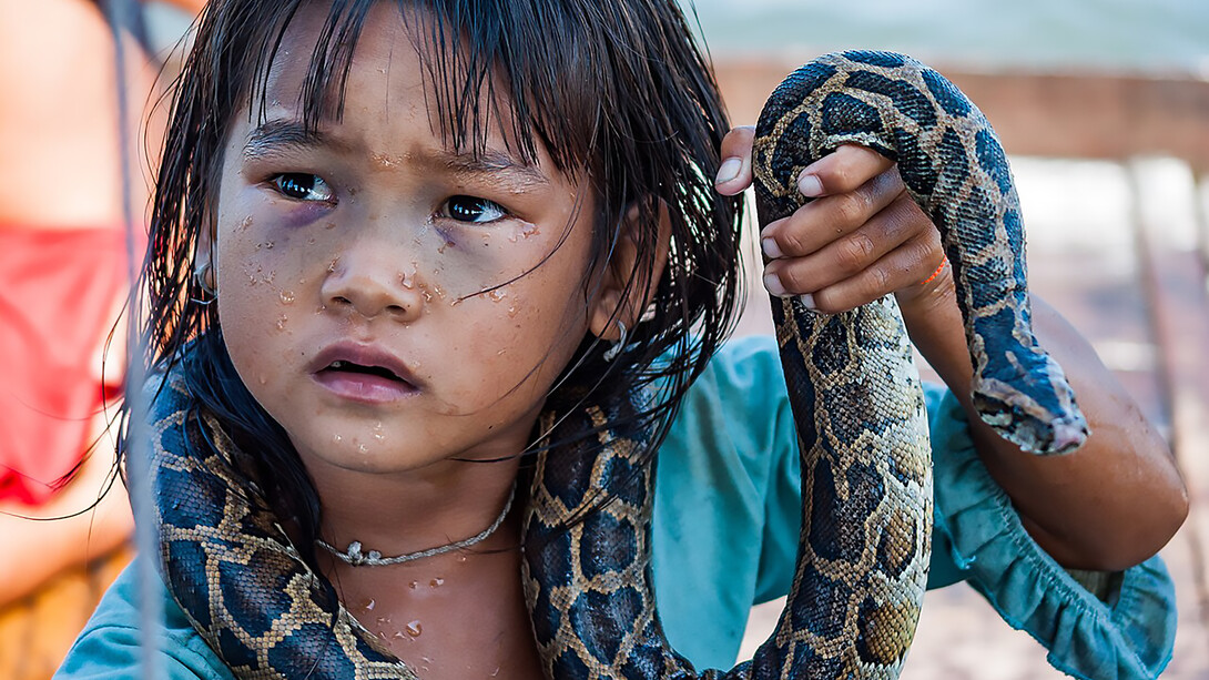 In Lào Cai, Vietnam, a child helps harvest rice in the fields