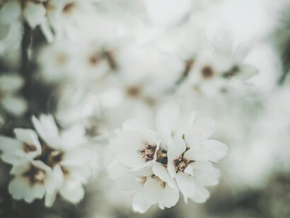 Nelle campagne pugliesi, la raccolta delle mandorle avviene tradizionalmente tra agosto e settembre, quando i frutti sono maturi e pronti per essere lavorati