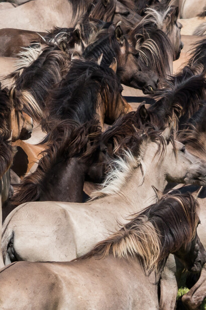Tiene razón Hannah Arendt al afirmar que el único y universal derecho que debemos tener, no importa quien seamos, es el de tener derechos. Captura de caballos salvajes, cada último sábado de mayo en la reserva natural Merfelder Bruch cerca de Dülmen, Alemania
