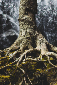 Plants don’t exist in isolation, but as part of a super organism that also contains microorganisms in a microbiome