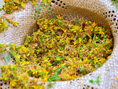 Fiori secchi di iperico