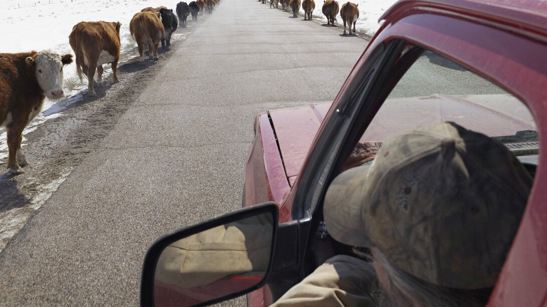 Lucas Foglia, Moving Cattle to Springtime Pasture, Boulder Wyoming 2011, digital c-print on Fuji Crystal Archive paper mounted on Dibond. Courtesy of Robischon Gallery