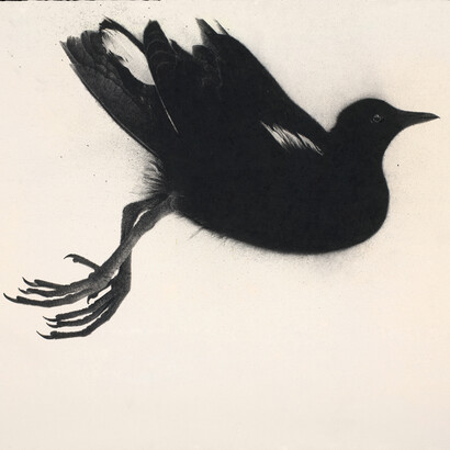 Sarah Gillespie, Bird Without Song, 2014, Charcoal and Indian Ink on 638gsm Saunders Waterford Paper, 21.5 x 23.5 inches (54.6 x 59.6 cm)
