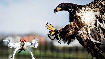 En países como Francia se adiestran águilas para la captura de drones