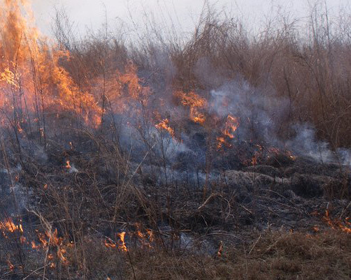Meredith Foster: Fire and Fat. Courtesy of CAM 