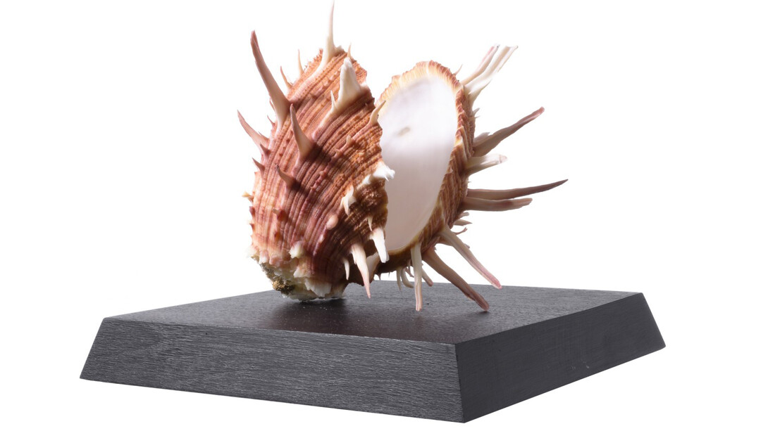 Invertebrates. Courtesy of Tadas Ivanauskas Zoological Museum