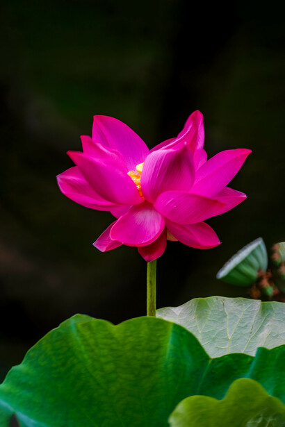 El Zen puede percibirse en las artes como la caligrafía, la música y la actuación, donde los procesos creativos se convierten en manifestaciones del estado de no intención