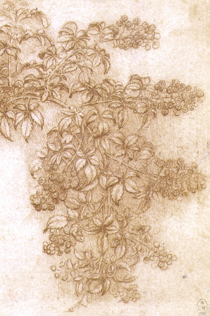 Rama de mora (Rubus fruticosus), ilustración de Leonardo da Vinci (c. 1480)