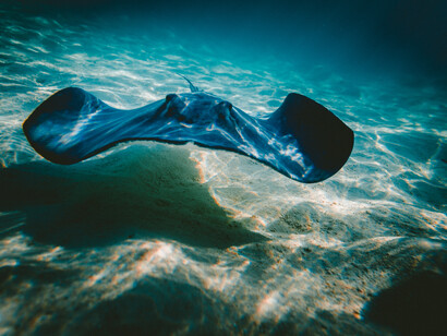 At current rates by 2050 there will be more plastic in the oceans than fish,