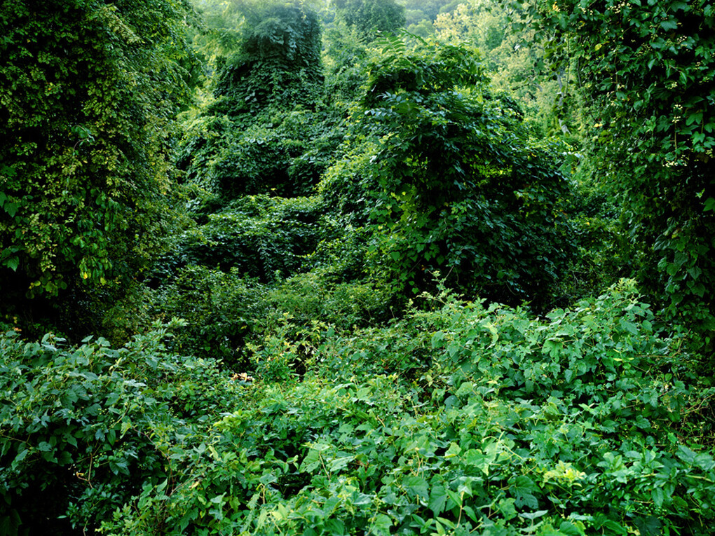 Anna Collette, Untitled (invasive species #77), 2008, 24 x 30 inches, Lambda print