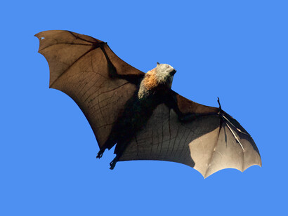 Zoonotic happened in case of Ebola virus where a new species of Ebola infected two bat species that roost in people’s homes in the Bombali region of Sierra Leone