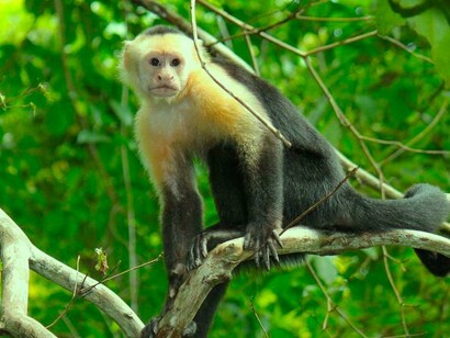 Mono carablanca («Cebus capucinus»), habitante común del bosque en Cabo Blanco