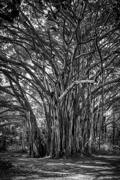 Olaf Heine, Banyan Tree, Kahuku, Oahu, 2022. Courtesy of the artist and Camera Work Gallery