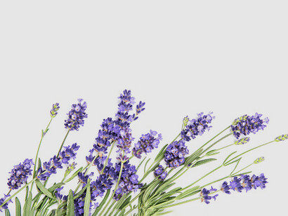 La lavanda distende