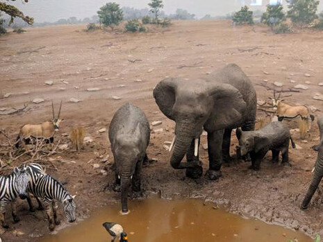 African Bush Elephant. Courtesy of Smithsonian's National Museum of Natural History