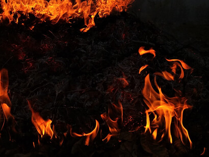 Forests on fire
