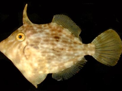 'Stephanolepis hispidus'