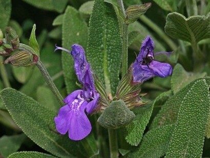 Salvia officinale