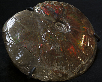 Grounds For Discovery. Courtesy of Royal Tyrrell Museum