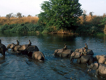 Elefanti attraversano il bacino del Congo