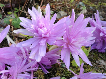 Fioritura di colchico a fiore doppio, foto Enzo Valenti