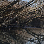 Pedro Vaz, Segunda Natureza, 2017, still da video. Doppia proiezione video, (2x) 1080x1440px, 4/3, loop. Doppia struttura di proiezione, (2x) 120x160x70cm. Legno, tela per proiezione.
