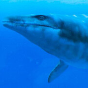 Mosasaur Hall. Courtesy of Royal Belgian Institute of Natural Sciences