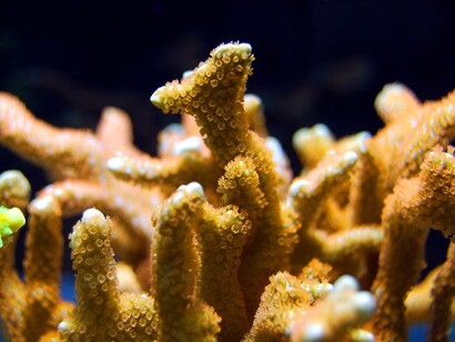Coralli sotto pressione: ricerca sulle minacce e le difese degli organismi marini