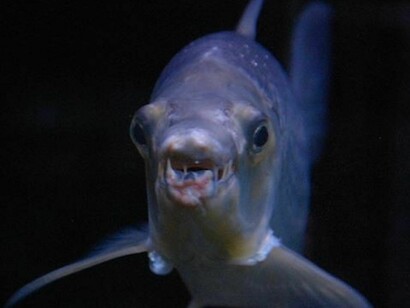 The evolution of Monte Pisano. Courtesy of Museo di Storia Naturale