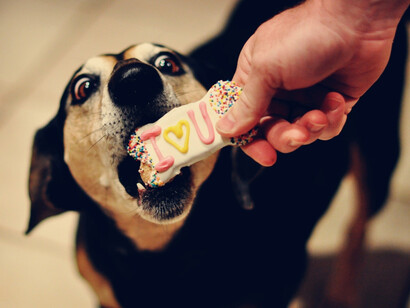 Una galleta para un perro