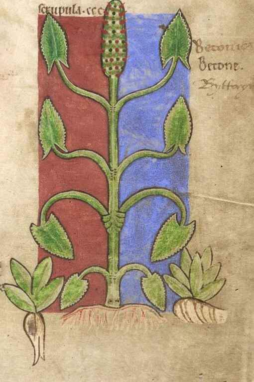 Miniatura da un manoscritto del libro "De herba vettonica" del XII secolo