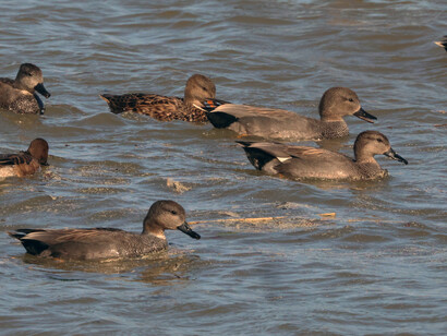 A flock of Gadwall on water at Crossness (c) Gehan de Silva Wijeyeratne