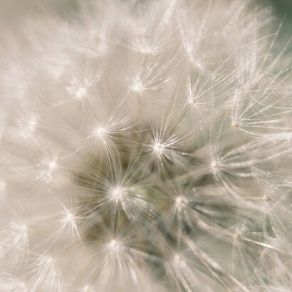 La ricerca successiva ha confermato che l’alta sensibilità ha basi neurobiologiche nelle reti cerebrali dell’attenzione e dell’elaborazione emotiva