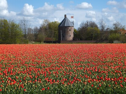 Tulips in Nederland