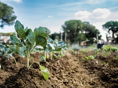 Attraverso pratiche agroecologiche e solidali, Coraggio tutela il territorio e costruisce comunità. @Cooperativa Agricola Coraggio