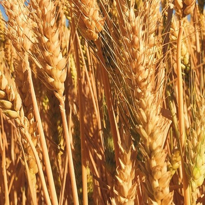 Nell'Antico Egitto, la birra era così importante che veniva utilizzata come moneta di scambio e offerta agli dèi nei rituali religiosi 