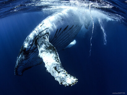 Humpback Whale ©  Joshua Barton