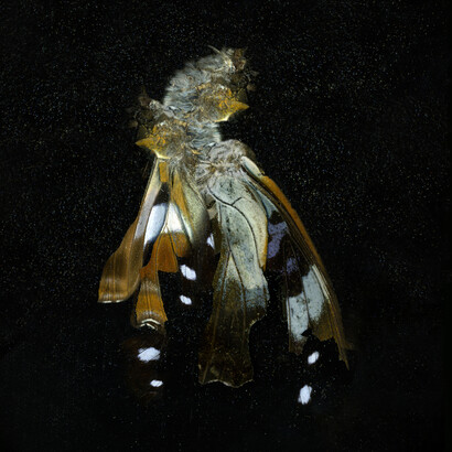 Mat Collishaw, Insecticide 38, 2011, Courtesy The Artist, 1/9unosunove  