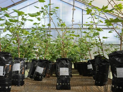 Plantas mantidas em ambiente de pesquisa para avaliação agronômica. Os estudos ajudam a desenvolver cultivares mais eficientes e resilientes