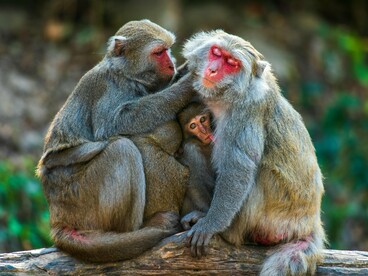 Macacos se tocam com delicadeza, em um gesto de cuidado e proximidade. O afeto, entre primatas, é mais do que carinho, é sobrevivência emocional