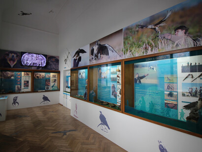 Falconry. Courtesy of National Museum of Agriculture