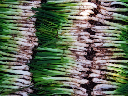 El calçot es una variedad de cebolla típica de Cataluña