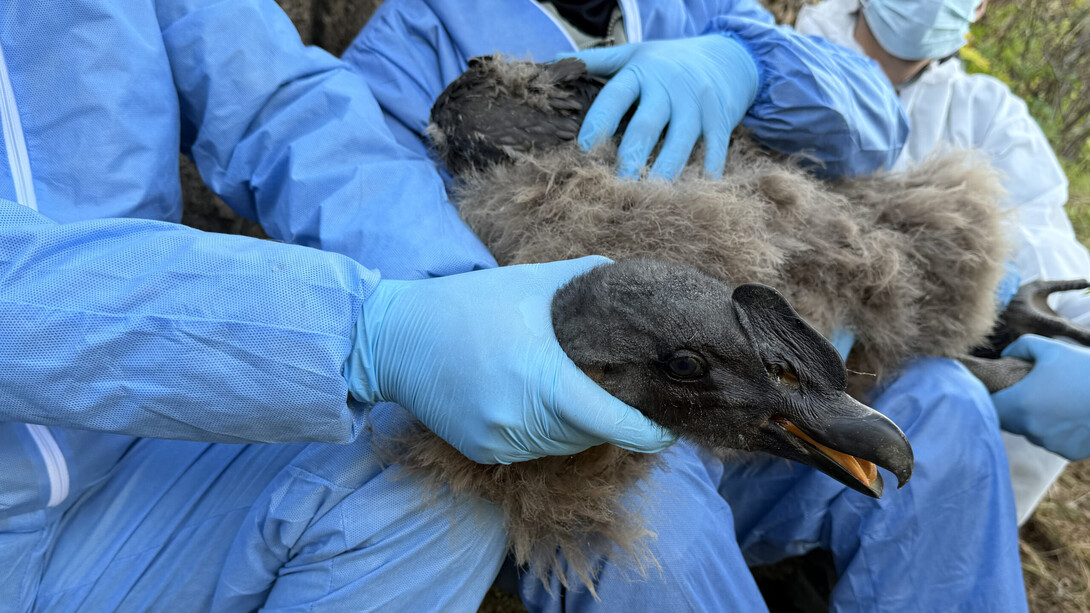 La supervivencia del cóndor andino enfrenta una amenaza crítica, pero iniciativas científicas comienzan a abrir una ventana de esperanza para su conservación