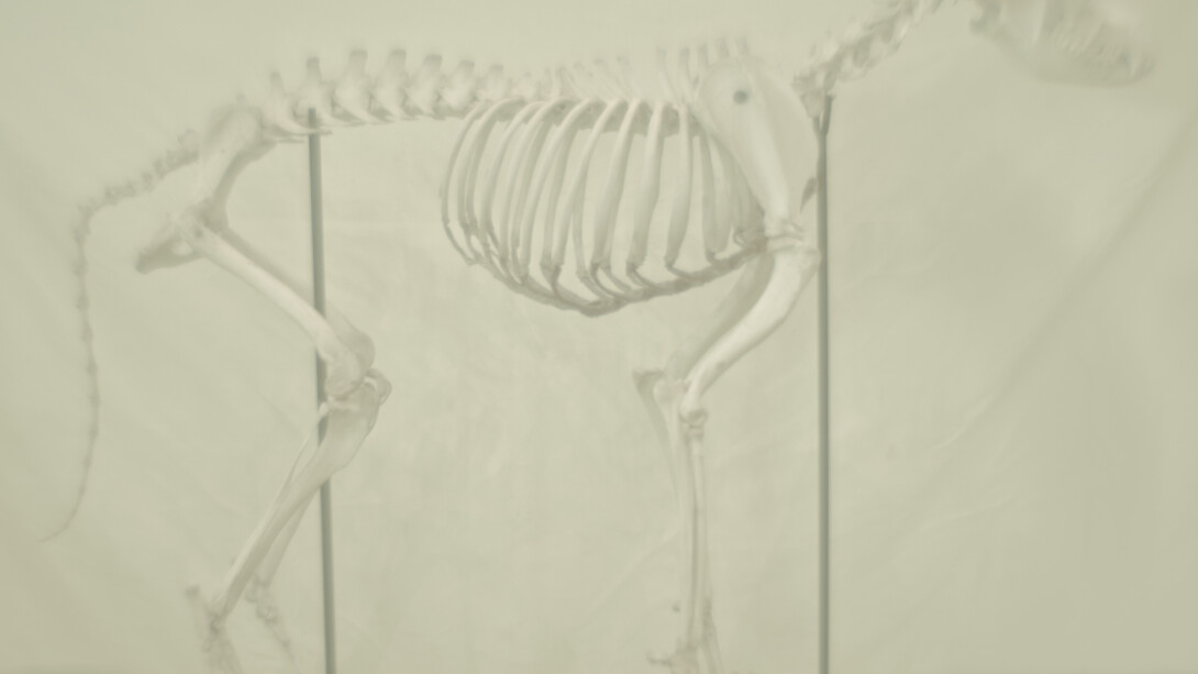 Daniel Malva, Canis lupus familiaris