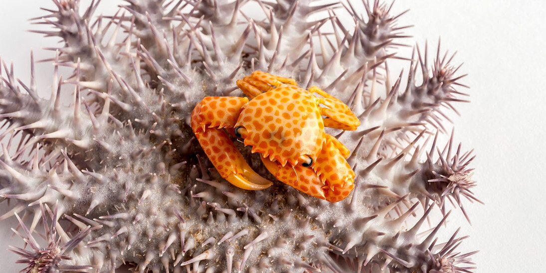 Rare, Beautiful & Fascinating. Courtesy of Florida Museum of Natural History